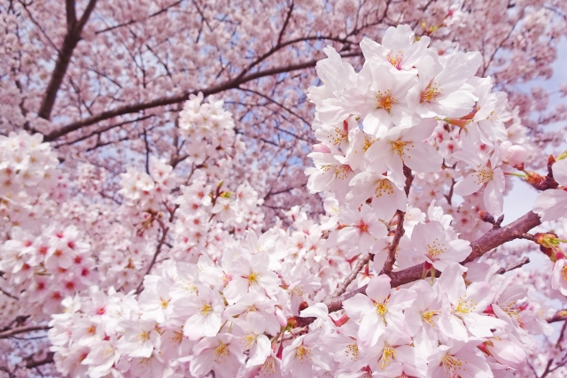 桜